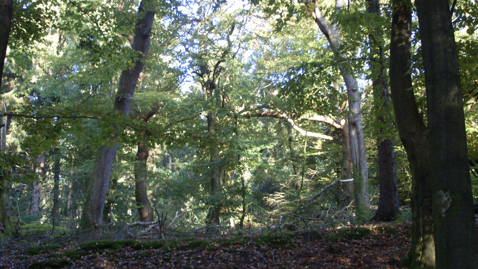 Handewitterwald